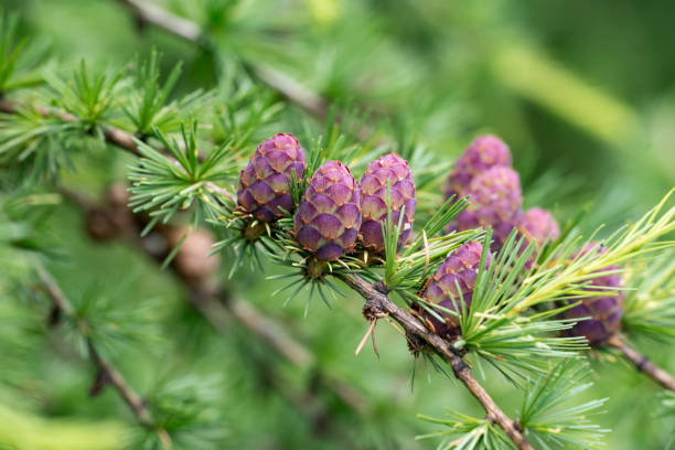 coni eretti da larice - larch tree foto e immagini stock