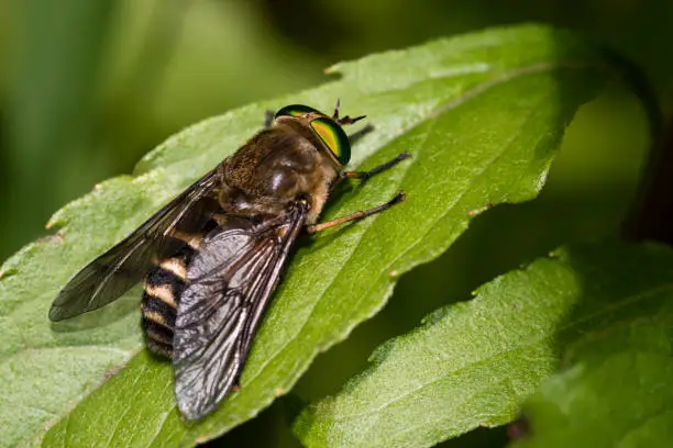 A horse fly with green eyes in closeup view.