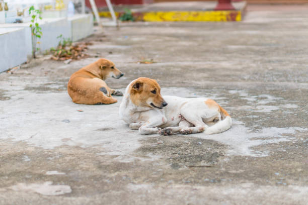 istock Homeless abandoned dog sleeping on the street 940799096
