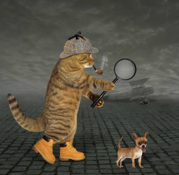 Cat detective at the airfield