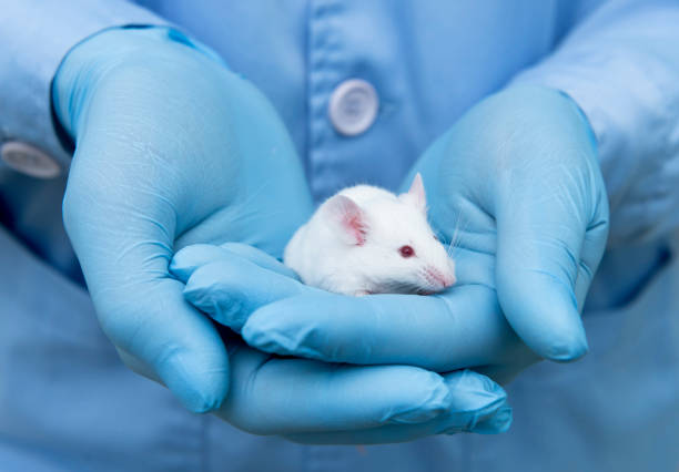 Small experimental mouse is on the researcher's hand Small experimental mouse is on the researcher's hand rat cage stock pictures, royalty-free photos & images