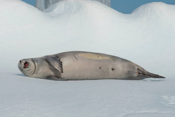 istock Crabeater seal on ice flow, Antarctica 940800230