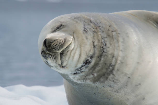 istock Crabeater seal on ice flow, Antarctica 940803338