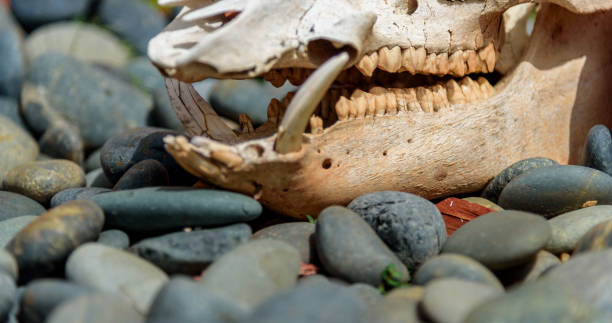 istock A javalina skull against river stones 940817728