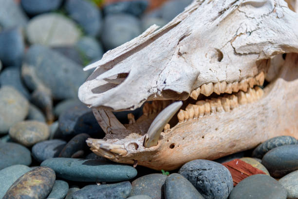 istock A javalina skull against river stones 940817730