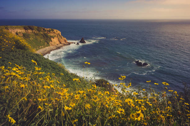 istock Rancho Palos Verdes Super Bloom 940817860