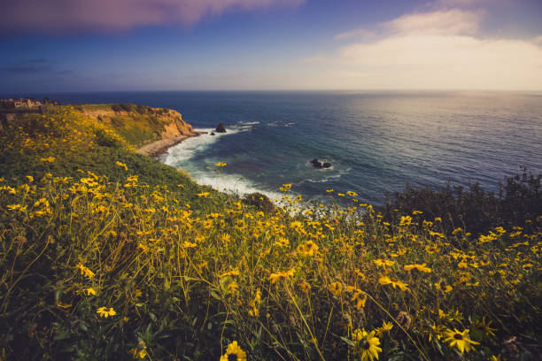 Rancho Palos Verdes Super Bloom Colorful coastal view of the dramatic Pelican Cove cliffs covered with yellow wildflowers during the California Super Bloom of 2017, Rancho Palos Verdes, California rancho palos verdes stock pictures, royalty-free photos & images
