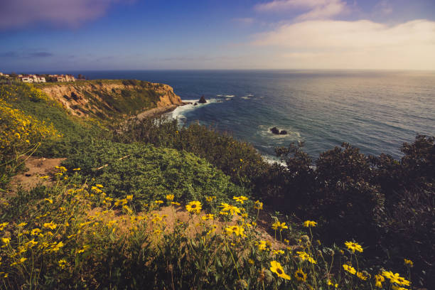 istock Rancho Palos Verdes Super Bloom 940817896
