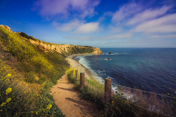 California Super Bloom of 2017, Rancho Palos Verdes Hiking trail surrounded by beautiful yellow wildflowers with beach view during the California Super Bloom of 2017, Rancho Palos Verdes, California rancho palos verdes stock pictures, royalty-free photos & images