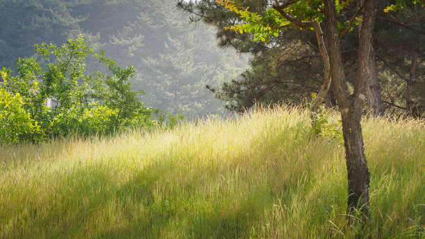 istock Countryside, Summer season 940820950