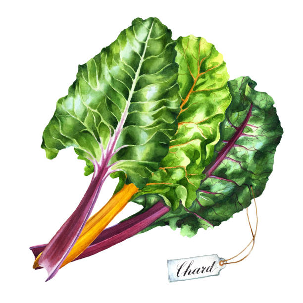 ilustrações de stock, clip art, desenhos animados e ícones de watercolor illustration of chard leaves. - acelgas