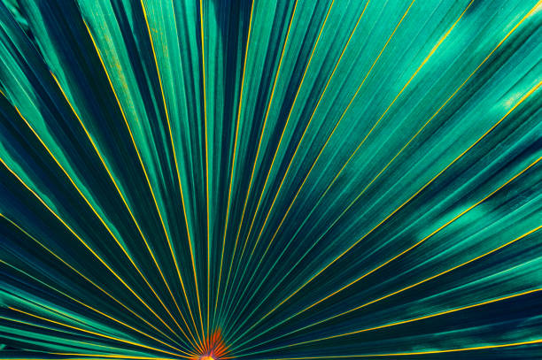 tropische blattmuster - vibrant color image leaf lush foliage stock-fotos und bilder