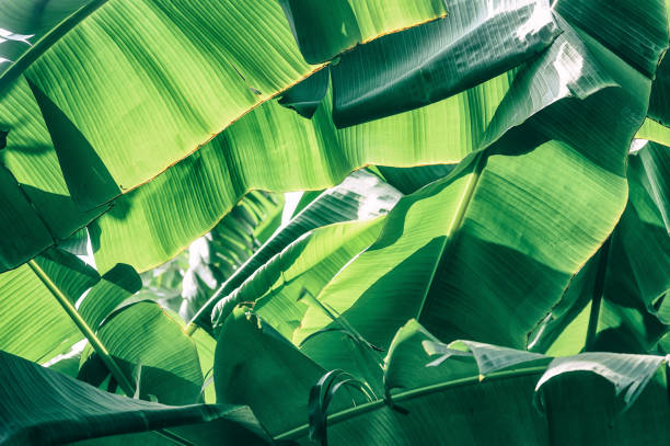 istock tropical banana leaves 940829560