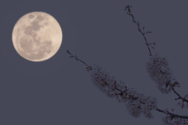 istock Japanese cherry blossom tree and full moon on night sky background 940829690