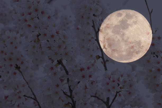 istock Japanese cherry blossom tree and full moon on night sky background 940829692