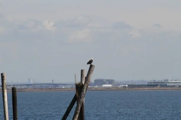 A bald eagle perched on a post over looking a bay"n