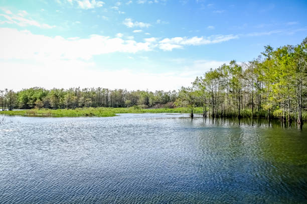 windy day in the cypress swamps
