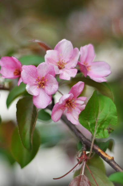 istock Bluring pink apple flowers in spring time with green leaves 940836316
