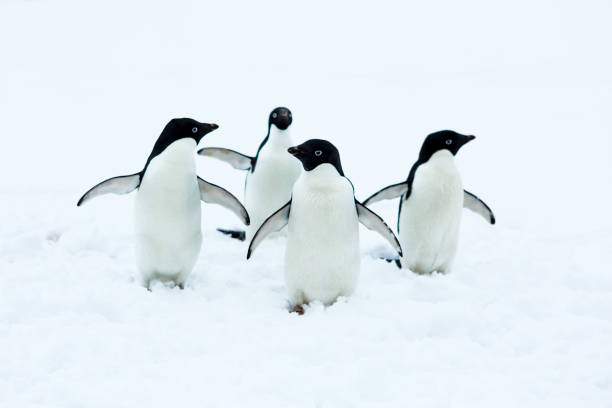 istock Beautiful landscape and scenery in Antarctica 940840464