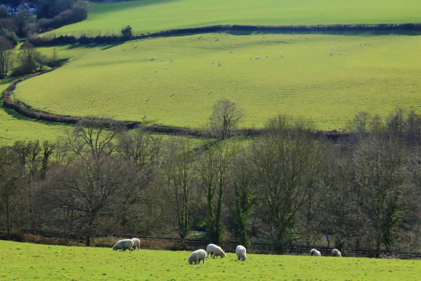 istock Flock of sheep graze on a farmland 940843796