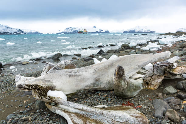 istock Beautiful landscape and scenery in Antarctica 940848970
