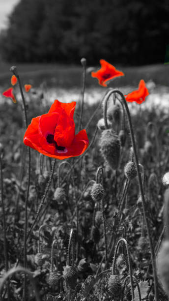 istock red poppy on black and white nature blur background 940849000