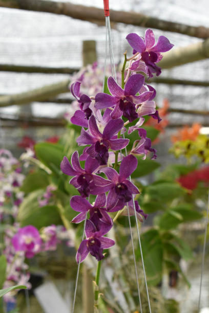 istock The rare species Asian orchid 940849164