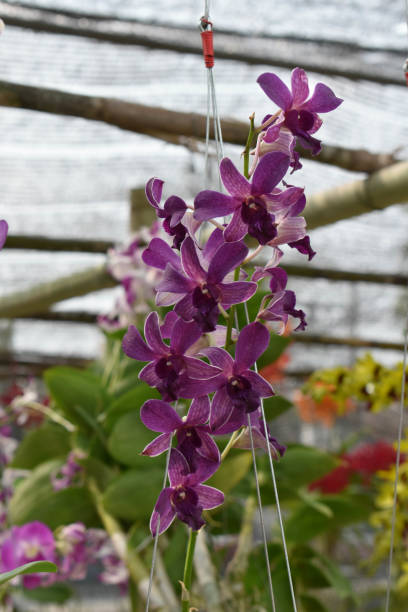 istock The rare species Asian orchid 940849170
