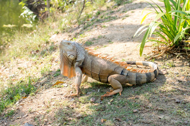 istock Wild giant iguana in zoo, 940849236