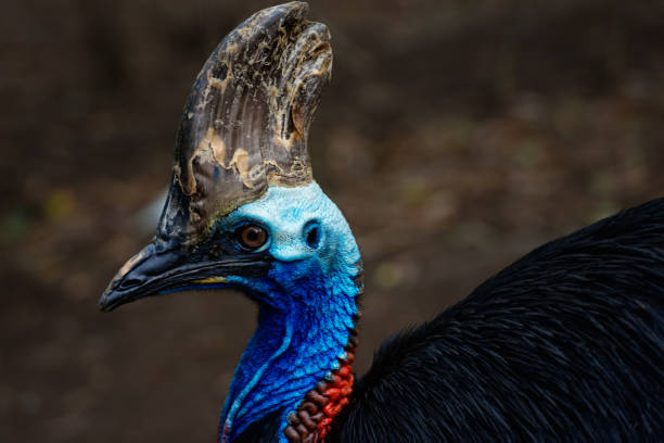 uccello casuario primo viso - beak bird blue cassowary foto e immagini stock