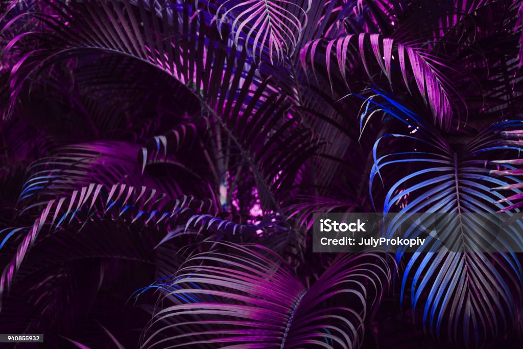 Vivid purple gradient palm leaves pattern Vivid purple palm leaves pattern.  Blue gradient colored filter. Creative layout, toned, horizontal Backgrounds Stock Photo