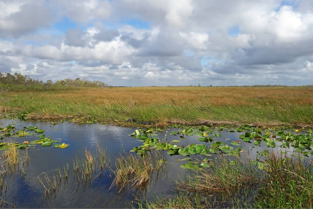 Everglades National Park, Florida stock photo