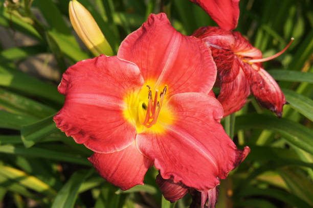 istock Red lily flower head in garden 940860062