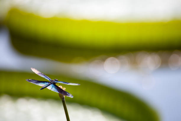 rhyothemis fuliginosa em purpurina - fuliginosa - fotografias e filmes do acervo