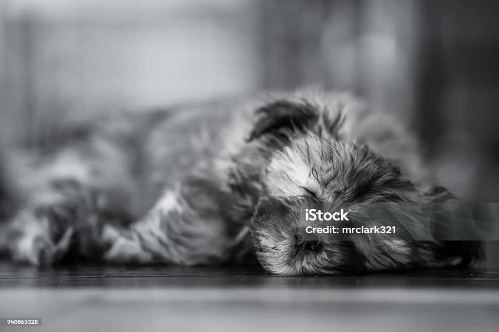 Tired Out A cute Havanese puppy tired out Havanese Stock Photo
