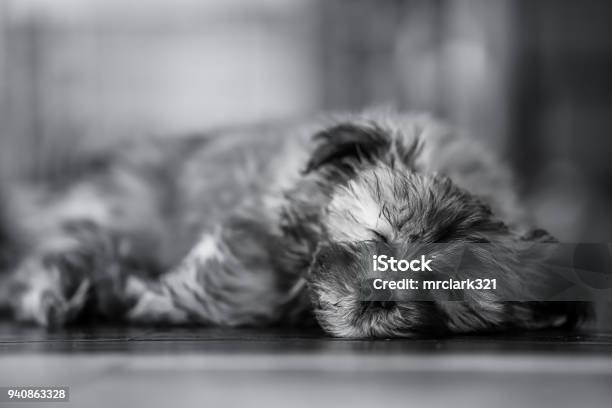 Tired Out Stock Photo - Download Image Now - Havanese, Sleeping, Animal