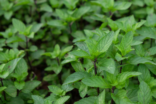 istock Fresh Mint or Peppermint leaves in the garden nature background 940865564
