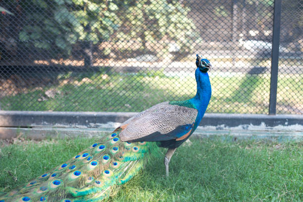 istock beautiful male peacock with feathers 940868096