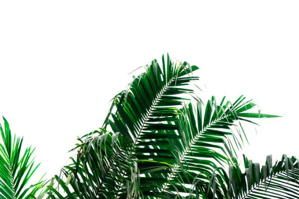 Green leaf of Coconut palm tree isolated on white background  of file with Clipping Path .