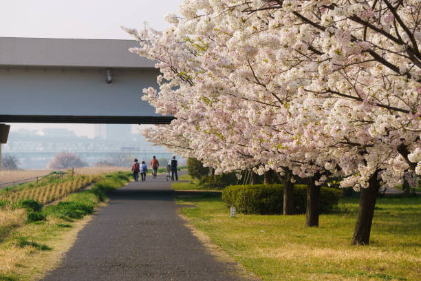 istock Cherry blossoms in Japan 940870586