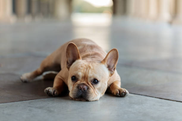 istock French Bulldog lying down on the floor. 940870660