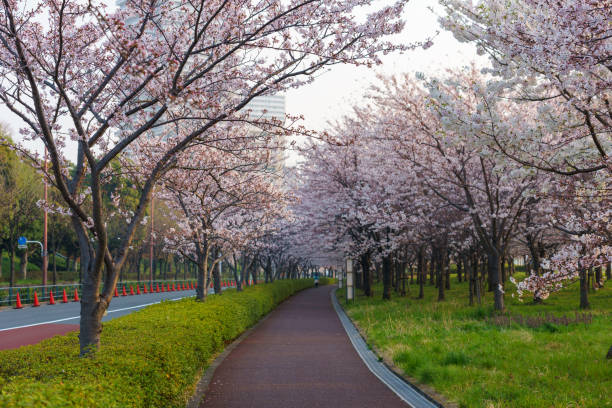 istock Cherry blossoms in Japan 940870716