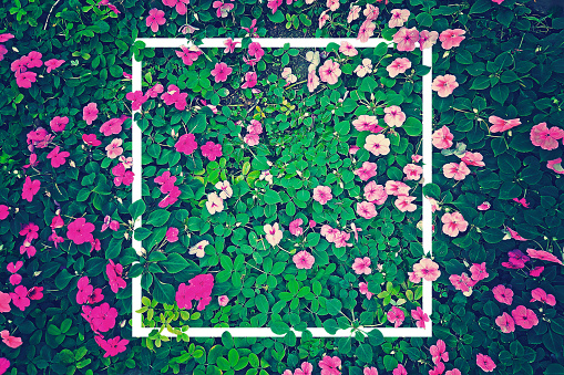 vintage effect photography of pink flowers garden with green leaves in background pattern with creative white frame border