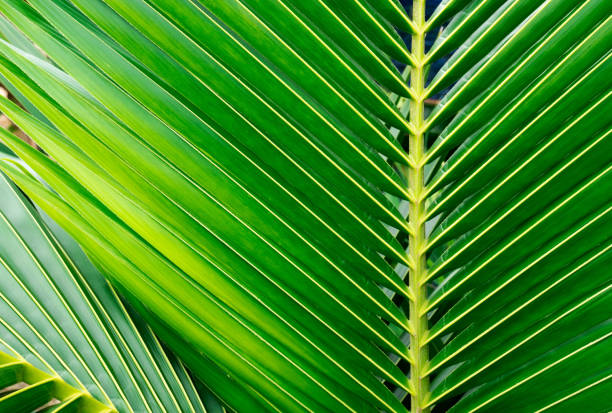 istock Closeup Green leaf nature for background . Creative made of green tree leaves 940872204