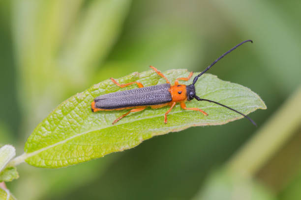 istock A beetle crawls up on the grass outside 940872920