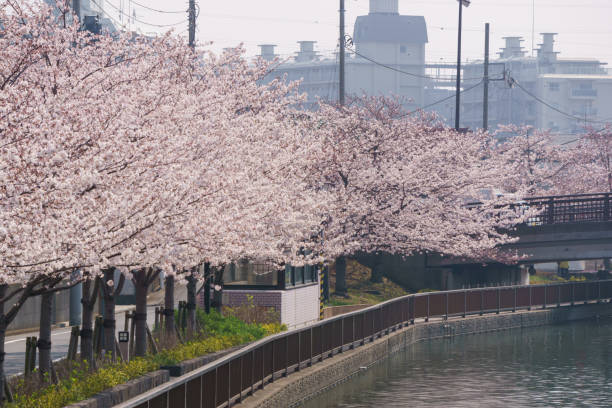 istock Cherry blossoms in Japan 940875440