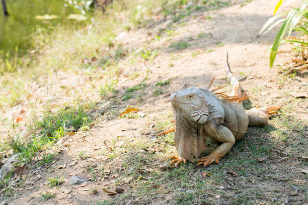istock Wild giant iguana in zoo, 940877318