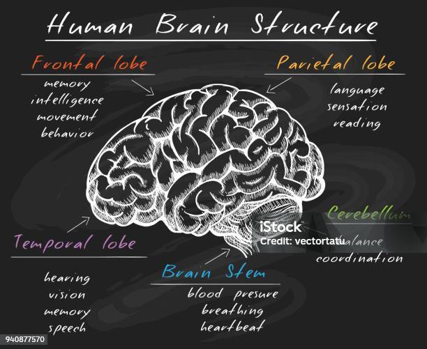 Biology Human Brain Structure On Chalkboard Stock Illustration - Download Image Now - Chalk - Art Equipment, Chalkboard - Visual Aid, Chalk Drawing