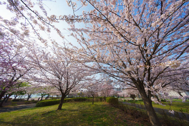 istock Cherry blossoms in Japan 940880172
