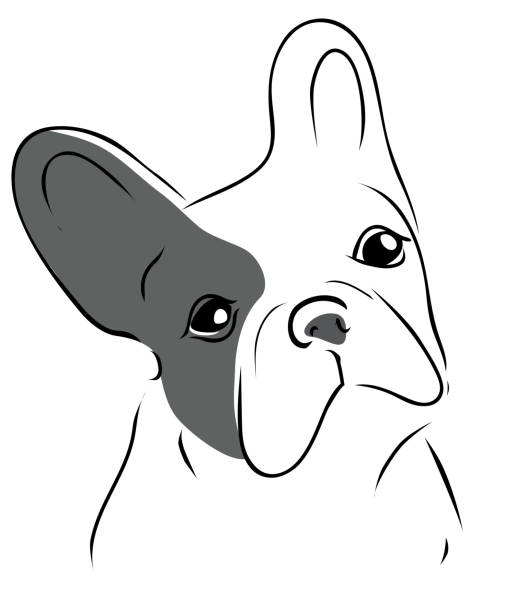 ilustraciones, imágenes clip art, dibujos animados e iconos de stock de bulldog francés - french bulldog